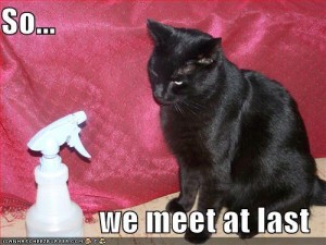 funny-pictures-black-cat-water-bottle-challenge