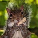 squirrel eating peanut