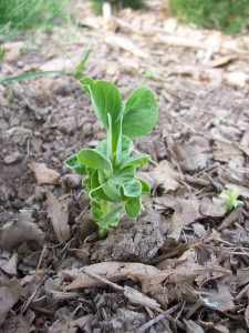 pea sprout